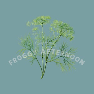 Transparente Vintage Dill Weed PNG / Herb Clipart Descarga digital / Arte herbario antiguo para tarjetas, artesanías, impresiones, carteles