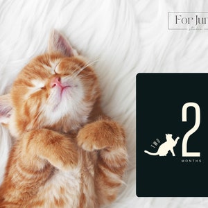 Cartões de marco, gatinho, minimalista, simples, downloads digitais, PDF, jpg, suporte fotográfico, contagem progressiva, cartões de idade de gato, presente para amante de gatos