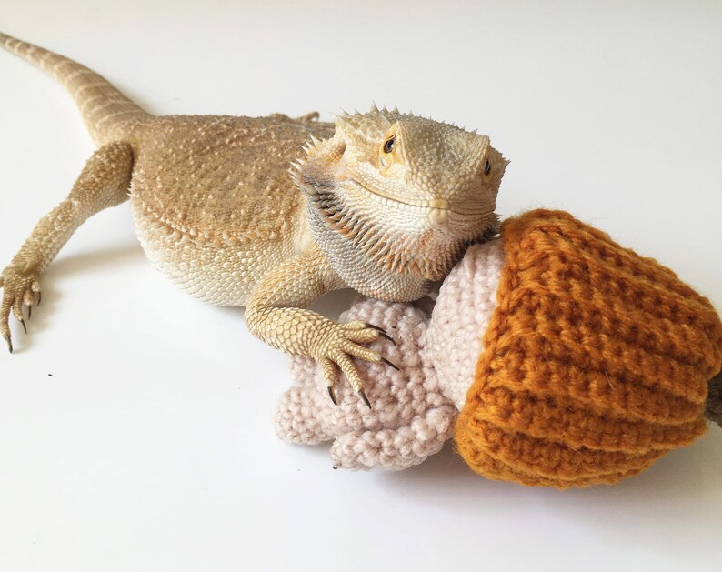Bearded Dragon Toy Etsy