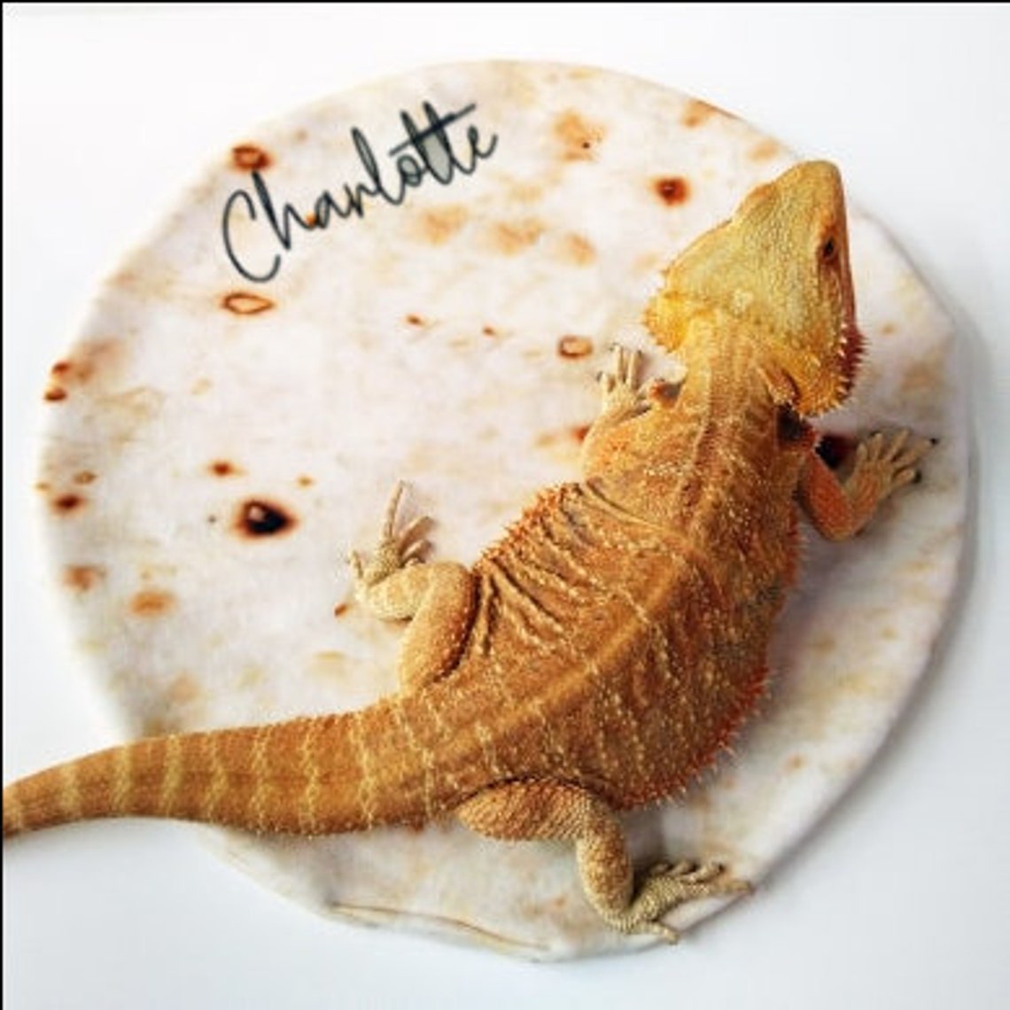 Bearded dragon personalised blanket Beardie burrito Etsy