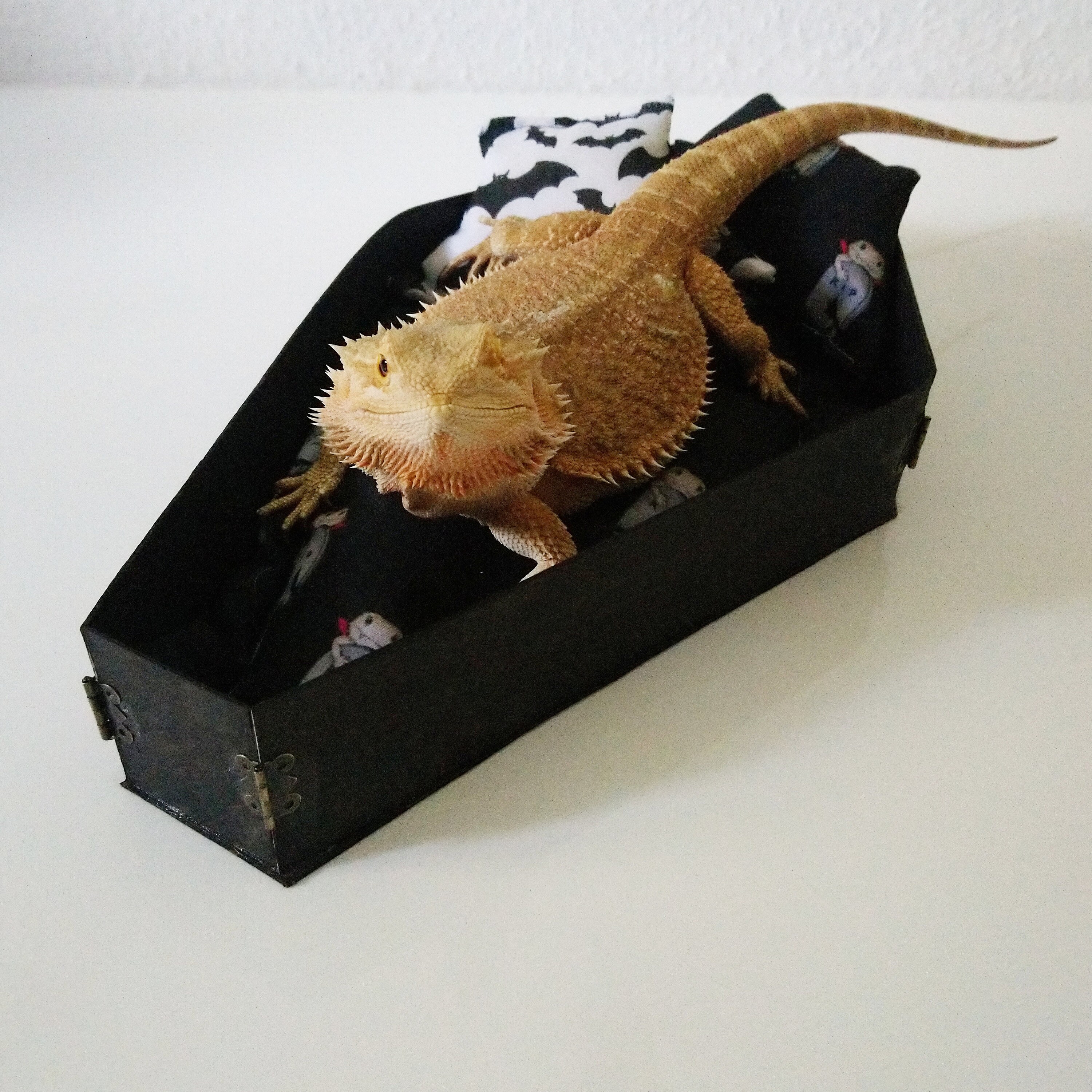 Bearded dragon bed beardie bed cosy coffin Etsy