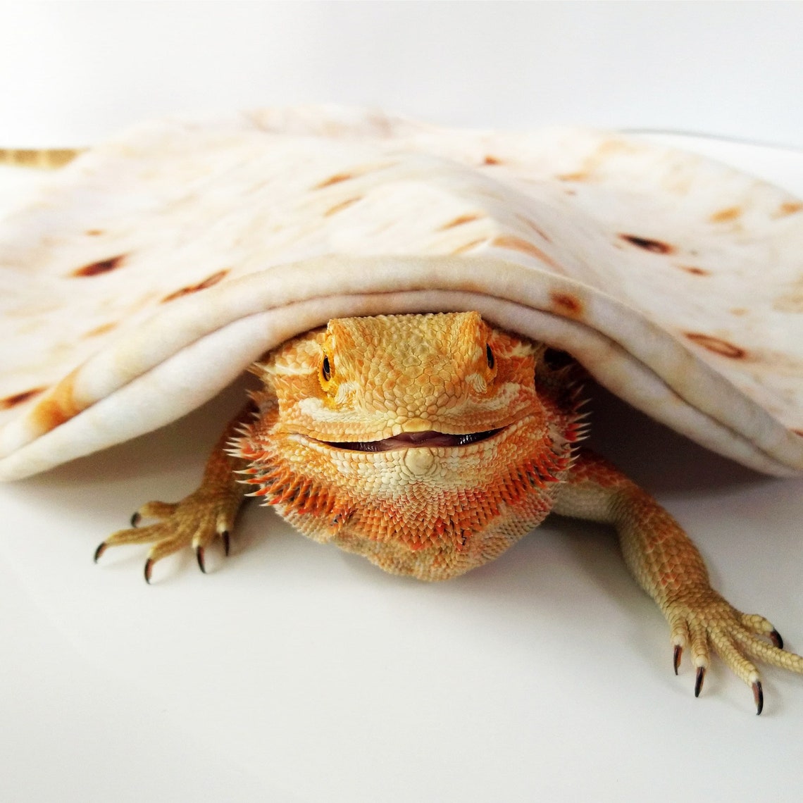 Bearded dragon personalised blanket Beardie burrito Etsy