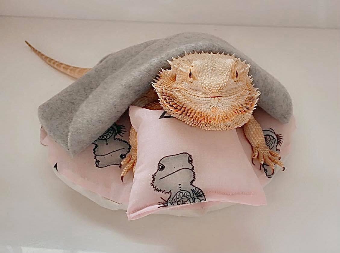 bearded dragon sunglasses