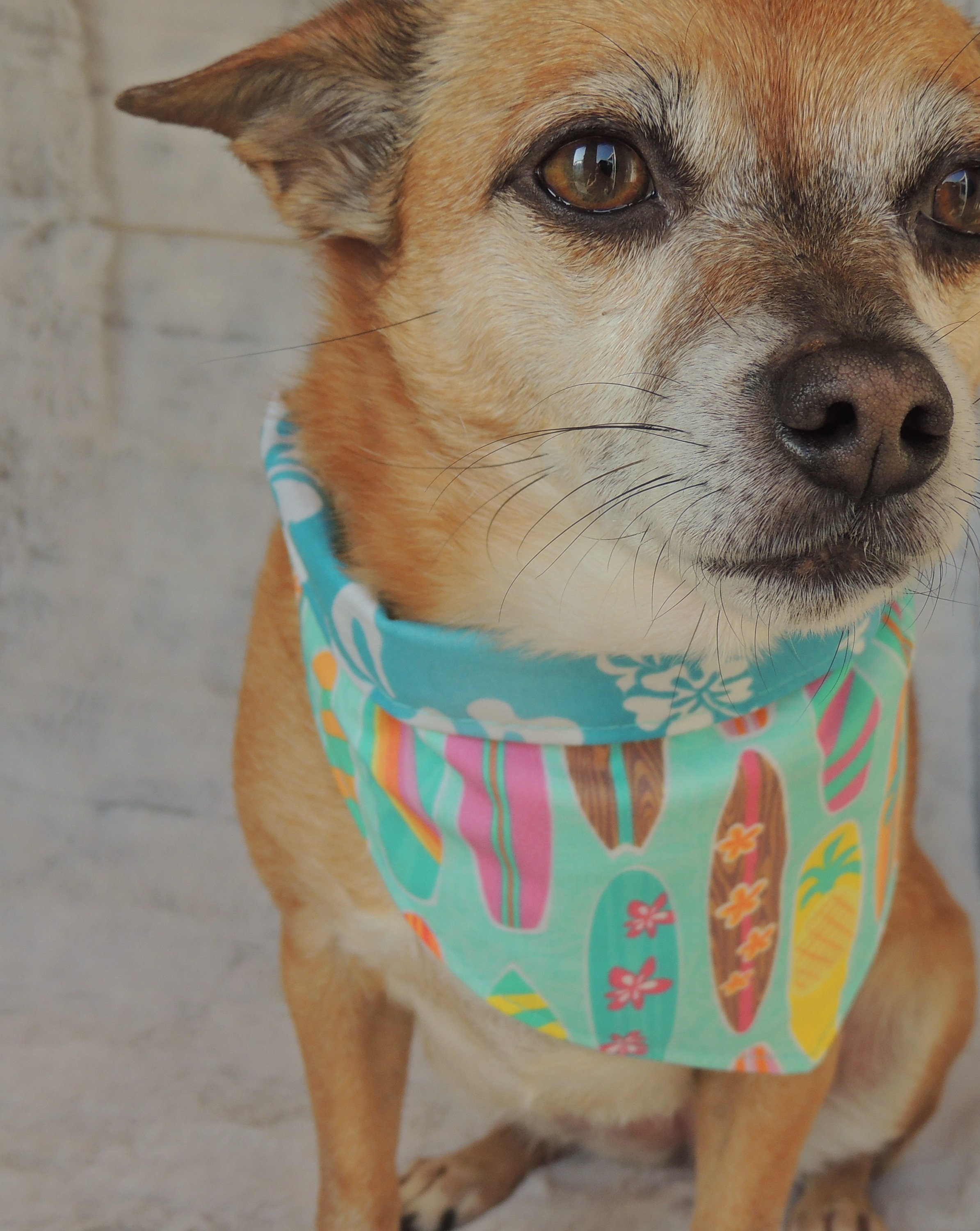 Tropical Dog Bandana reversible dog bandana with hook and | Etsy