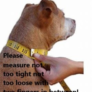 May include: A tan dog with a yellow measuring tape around its neck. The tape reads 13, 14, and 15 inches. Text on the image reads "Please measure not too tight not too loose with two fingers in between!"