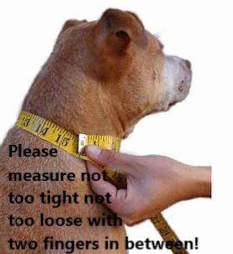 May include: A tan dog with a yellow measuring tape around its neck. The tape reads 13, 14, and 15 inches. Text on the image reads "Please measure not too tight not too loose with two fingers in between!"