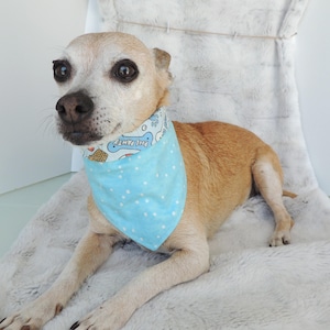 May include: A small, light brown dog wearing a light blue bandana with white polka dots and the words "Pool Party" printed on it. The dog is lying on a fluffy, white surface.