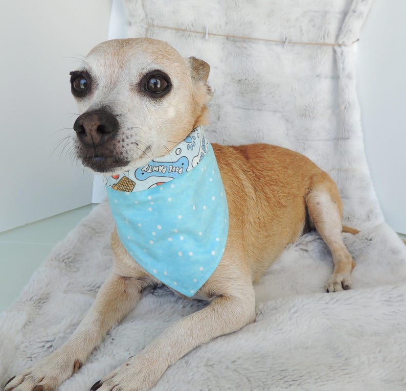 May include: A small, light brown dog wearing a light blue bandana with white polka dots and the words "Pool Party" printed on it. The dog is lying on a fluffy, white surface.