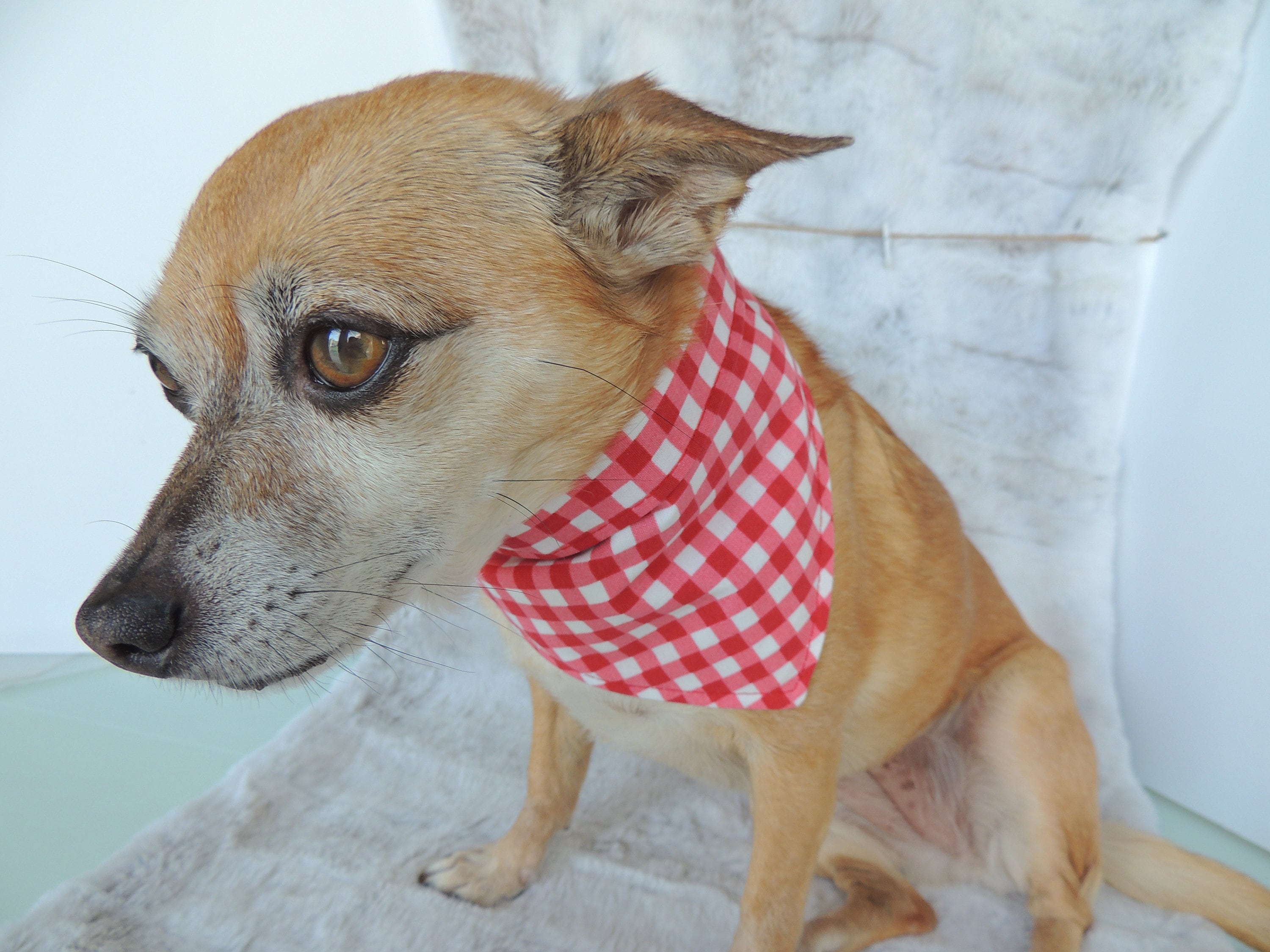 Pizza Hunde Bandana Wende Hunde Bandana mit Haken und Loop Etsy