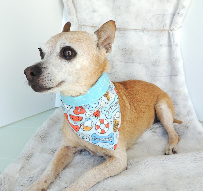 May include: A small tan dog wearing a light blue and white patterned bandana. The bandana features summer-themed illustrations of watermelon slices, ice cream cones, and a life preserver. The text "Pool Pawty" is also visible.