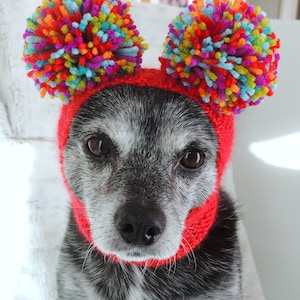 May include: A small, grey dog wearing a red knitted hat with colourful pom-poms on top. The hat has a red knitted band around the dog's neck.
