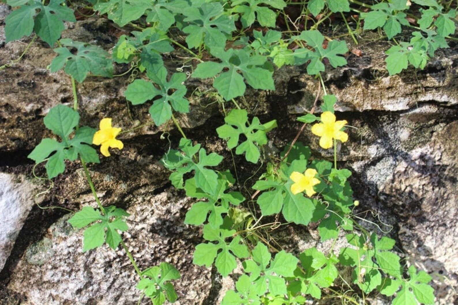 Jamaican Cerasee Dried bitter Melon Etsy UK