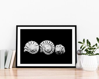 Macro Shell Photography Poster- Wall Art print - Black and White