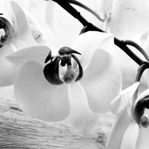 Orchid Photo- Flower Photo- Black and White Photography- Wall Art- Home Decor- Print- Home decoration- Poster