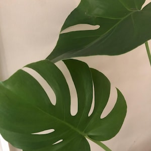 monstera monkey gelbe blätter Monstera Monkey Leaf | 170cm main image 1
