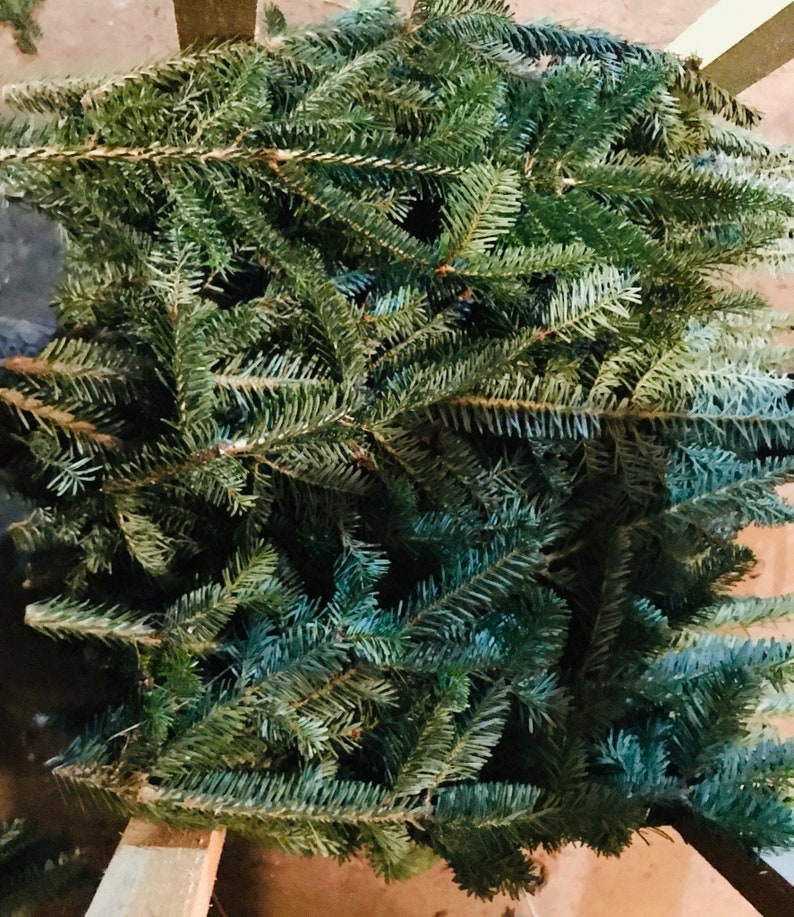 Fresh Fraser Fir Christmas Tree BoughsTips 12\u201d-20\u201d