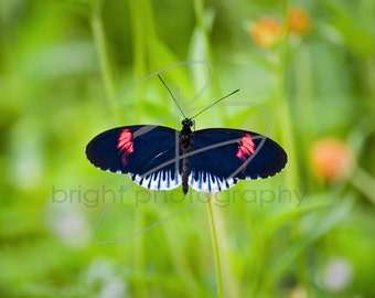 Schwarzer Schmetterling