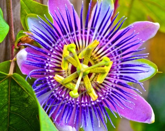 Passion Flower- 5x7 photograph