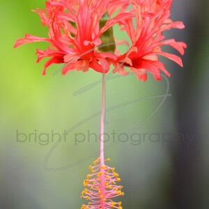 Japanese Lantern Hibiscus- 5x7 Photograph