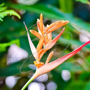 Heliconia - 5x7