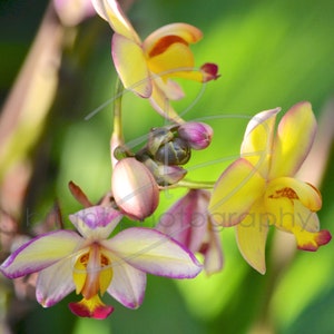 Ground Orchid- 5x7 photograph