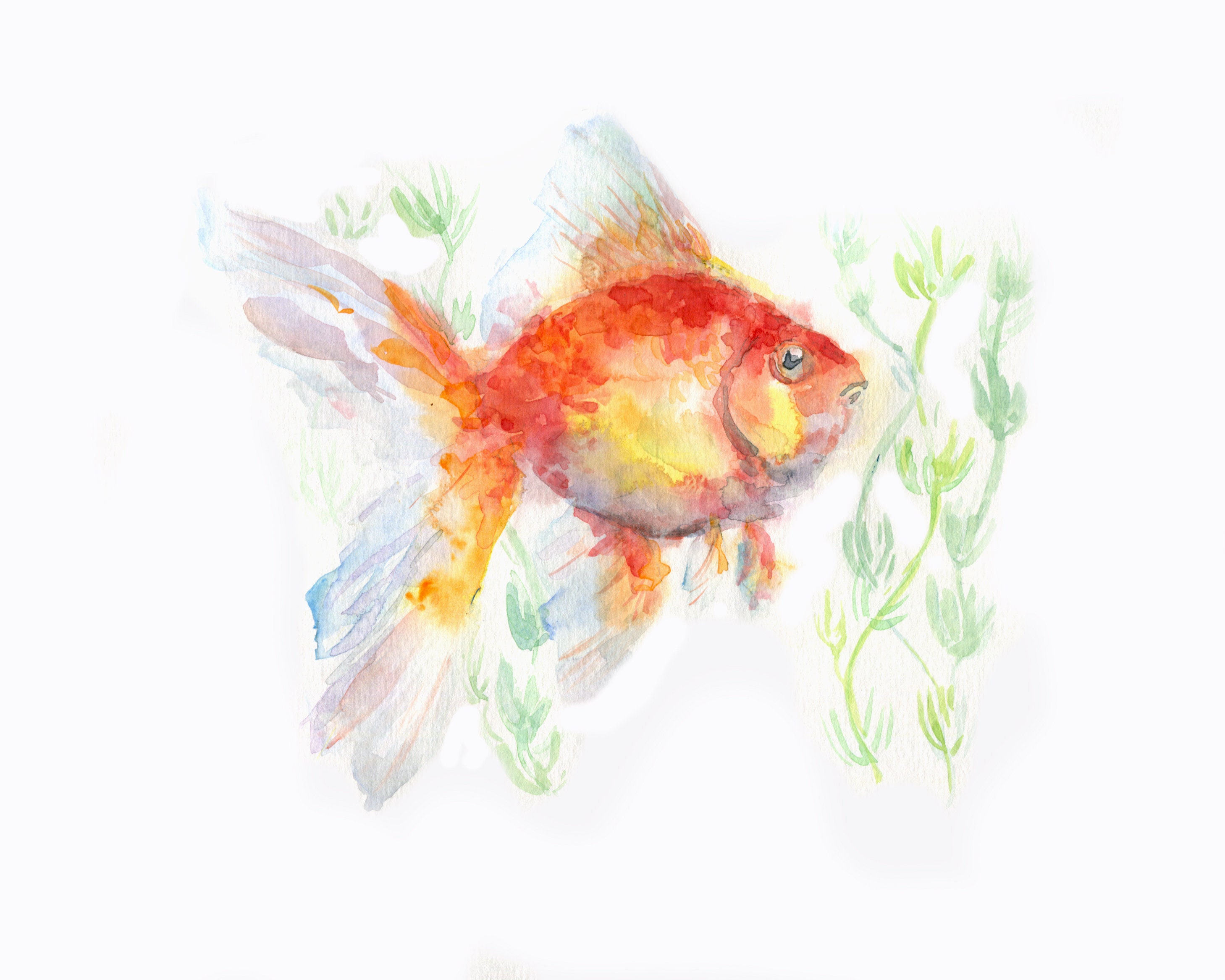 Watercolor Goldfish Original Watercolour, Gold and White Painting, Sumi ...