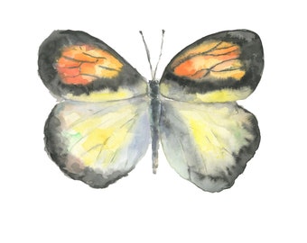 US butterfly Butterfly Illustration Original watercolour Butterfly Art Minimalist Fine Art yellow orange and black butterfly Home wall art