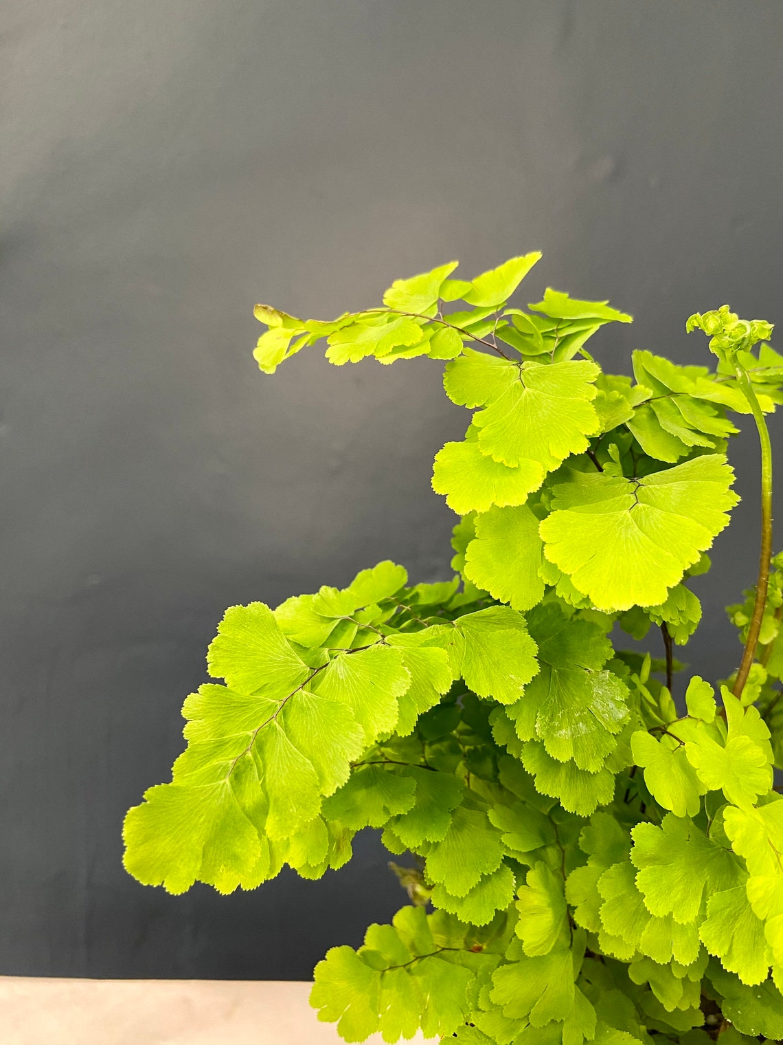 Double leaf maidenhair fern Pacific Mist Etsy