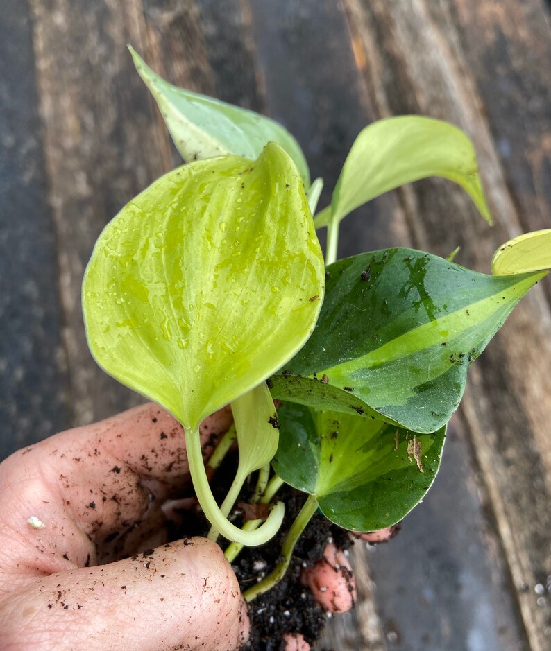 Philodendron 'Brasil'  live plant image 0