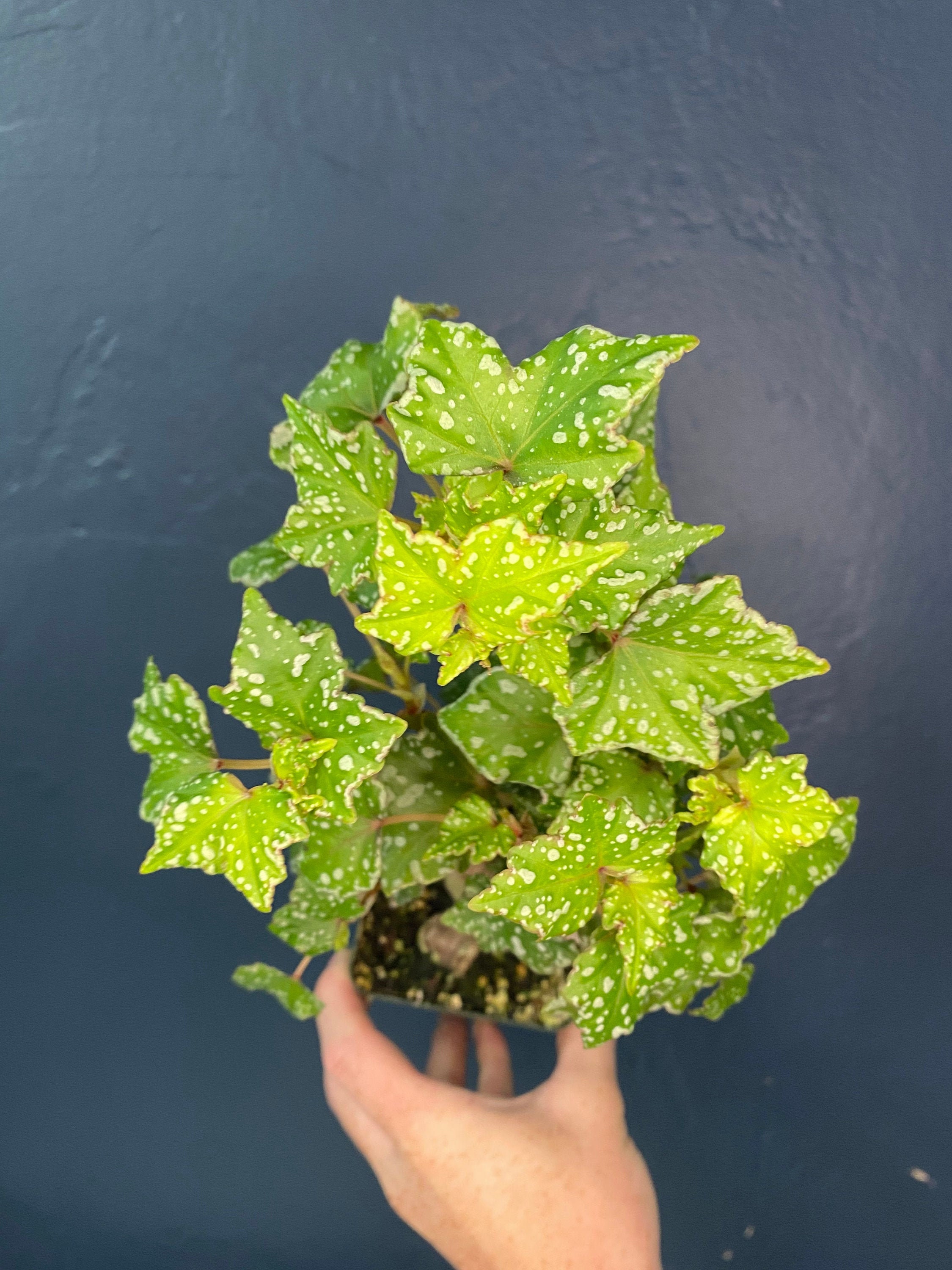 Begonia dregei 'Glasgow' large caudex Etsy