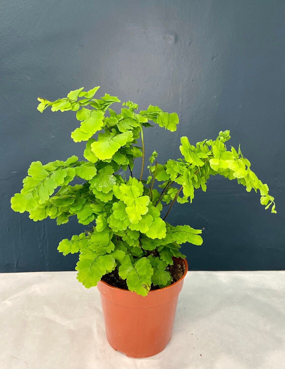 Double leaf maidenhair fern Pacific Mist Etsy