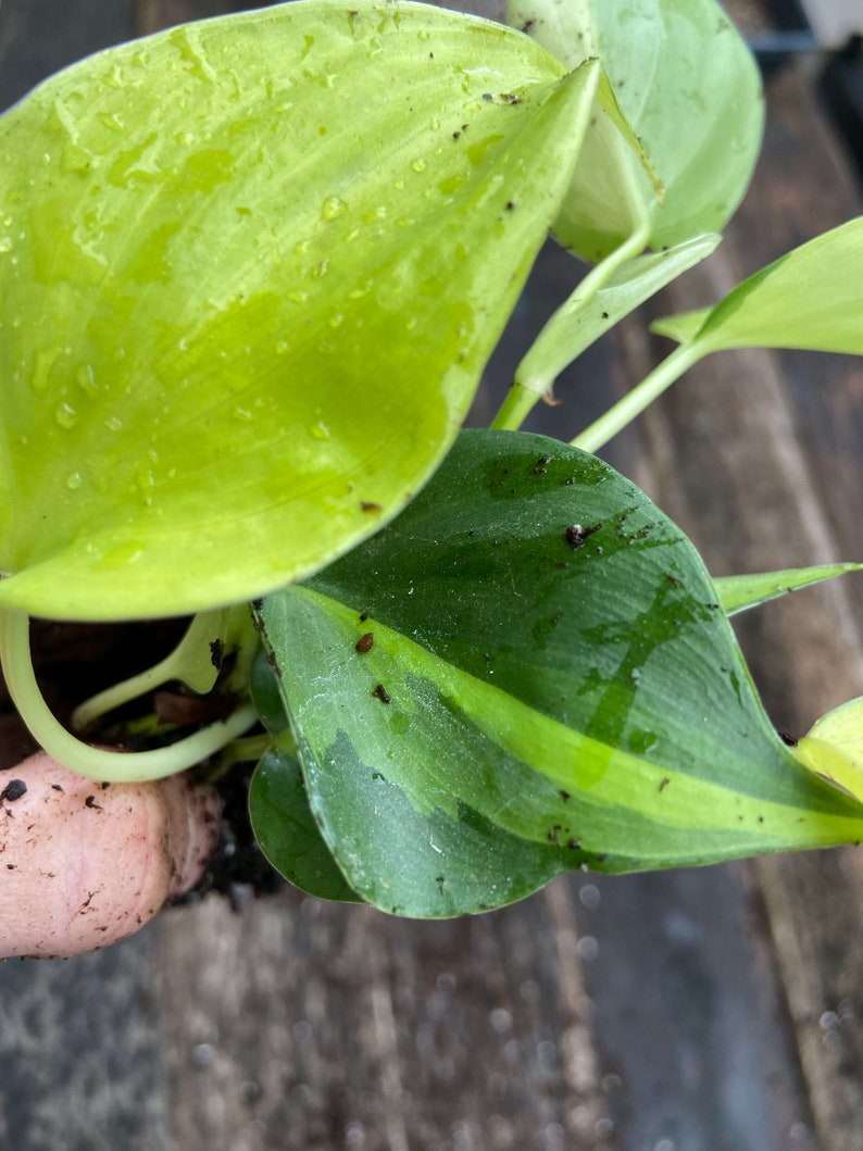 Philodendron 'Brasil'  live plant image 3