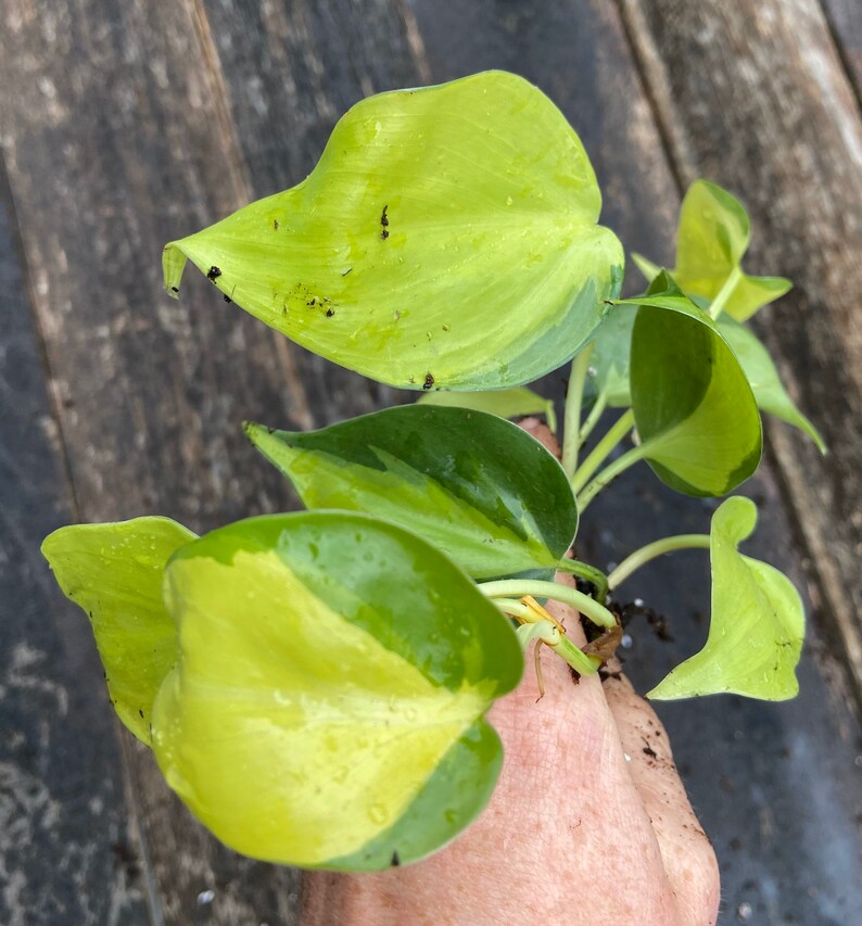 Philodendron 'Brasil'  live plant image 1