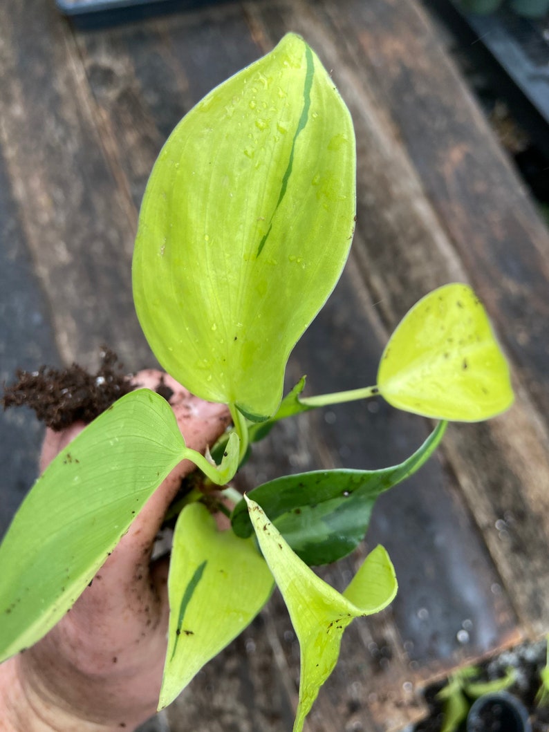 Philodendron 'Brasil'  live plant image 2