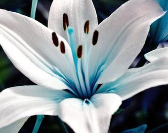30 seeds Cold and Drought Hardy Black Stick Lily Rare Xerophyta Retinervis 30 seeds Cold and Drought Hardy Black Stick Lily Rare Xerophyta Retinervis