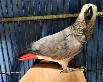 8 x 10 FLAT PERCH,  Parrots Doves, Amazons, African Grey Cockatoos and Eclectus.