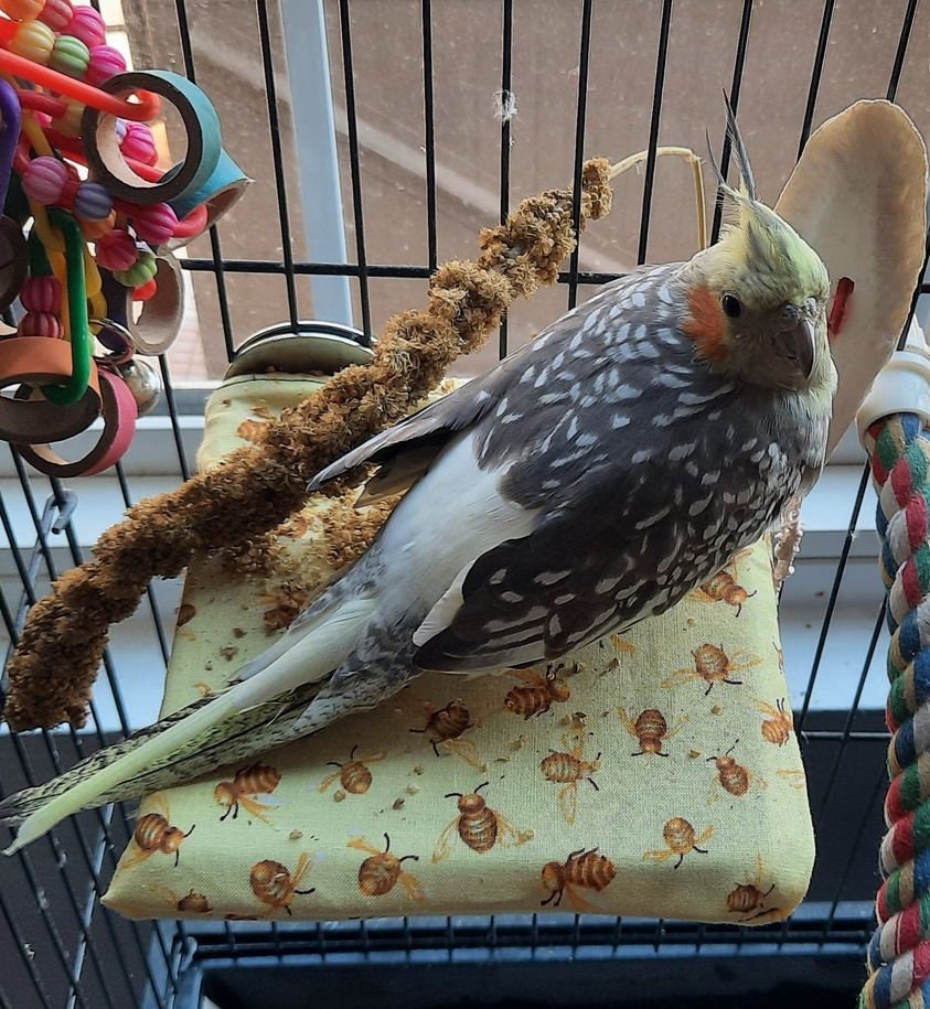 Ladder Jacks for sale Only 4 left at 75