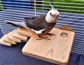 Handmade Flat Bird Perch: Non-Toxic Wood, Cockatiel & Parrot