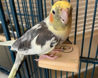 SMALLEST FLAT PERCH 2.5 x 3  Parrotlet's Canary’s Love birds Parakeets Finches.