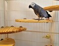 Medium 1/2 Slice 18" Flat Bird Perch, Doves, African Grey, Amazons, Macaw and Cockatoo.