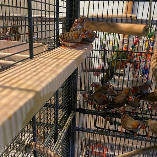 FLAT PERCH 4 X 6. Great for Small Birds Doves Cockatiels Etsy