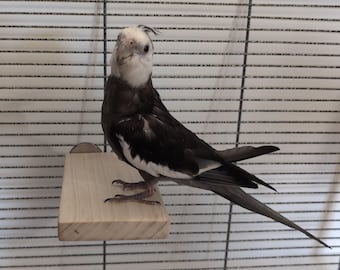 FLAT PERCH, 4 x 6 Cockatiels, Parakeets, and Small Conures.