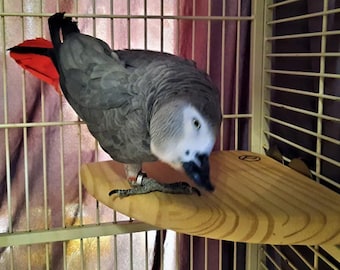 Medium Corner Bird Perch: Pine Wood, Stainless Steel Fittings