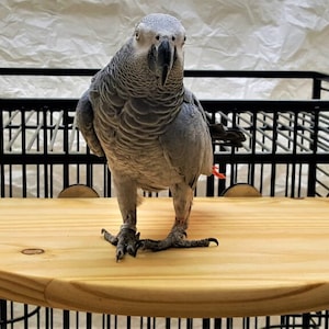 May include: A gray African grey parrot perched on a wooden perch attached to a black metal bird cage.