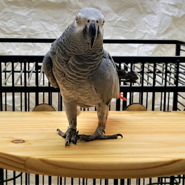 FLAT PERCH. 23" The Largest 1/2 slice also great for Older and Disabled Birds, African Grey, Amazons, Macaw and Cockatoo.