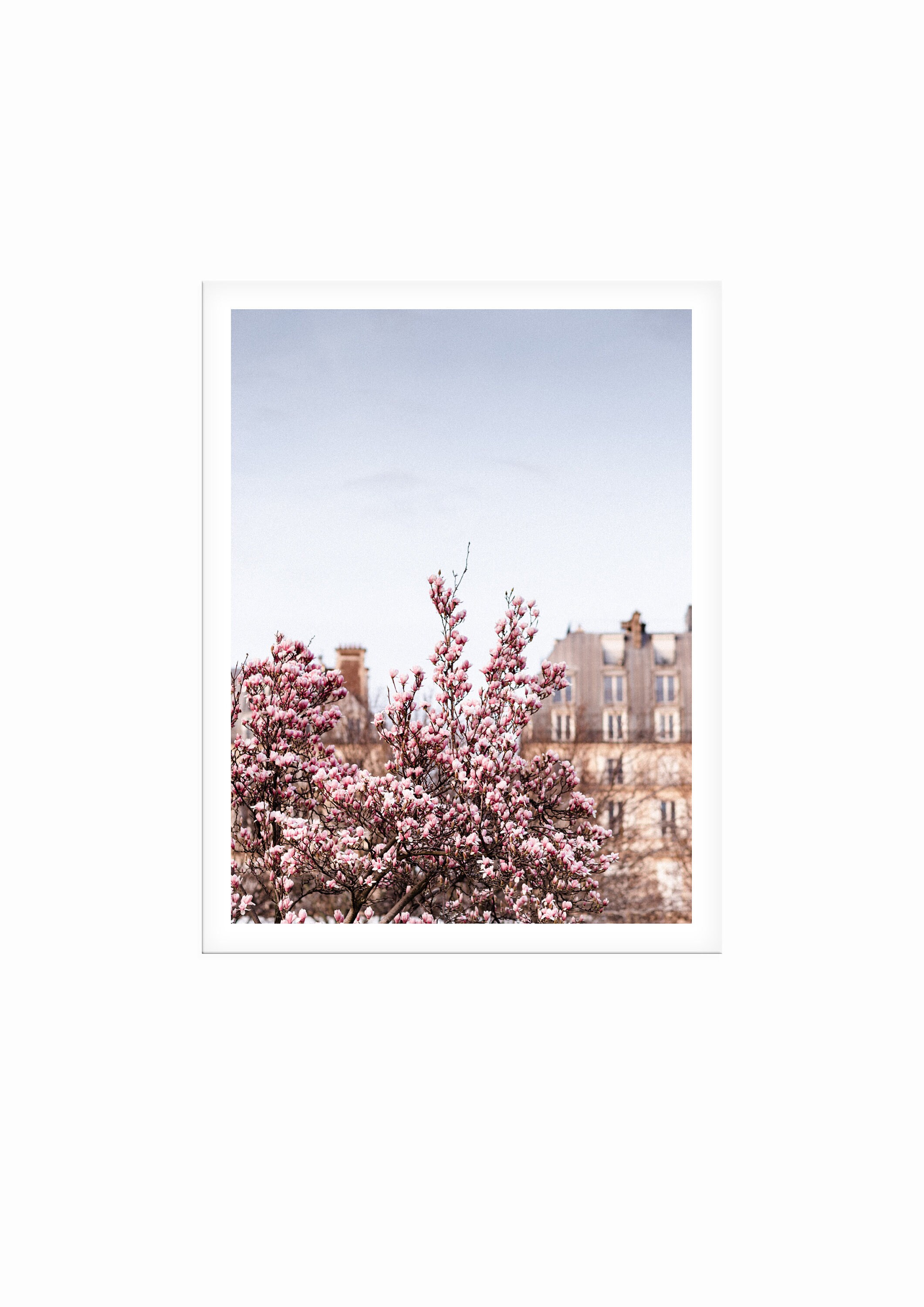 Magnolia Tree Art, Tirage Photographique Parisien Par Elena Hmeleva