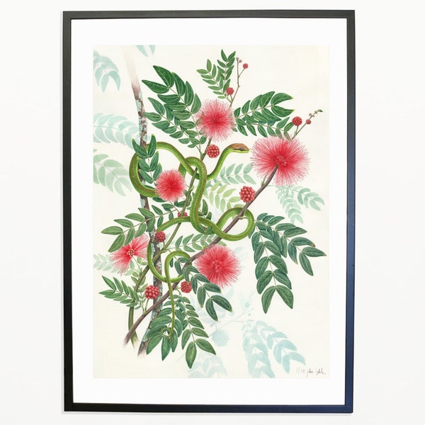 Stampa d'arte digitale della illustrazione naturalista in acquarello di mimosa rossa e serpente verde. Disponibile in più di una dimensione.