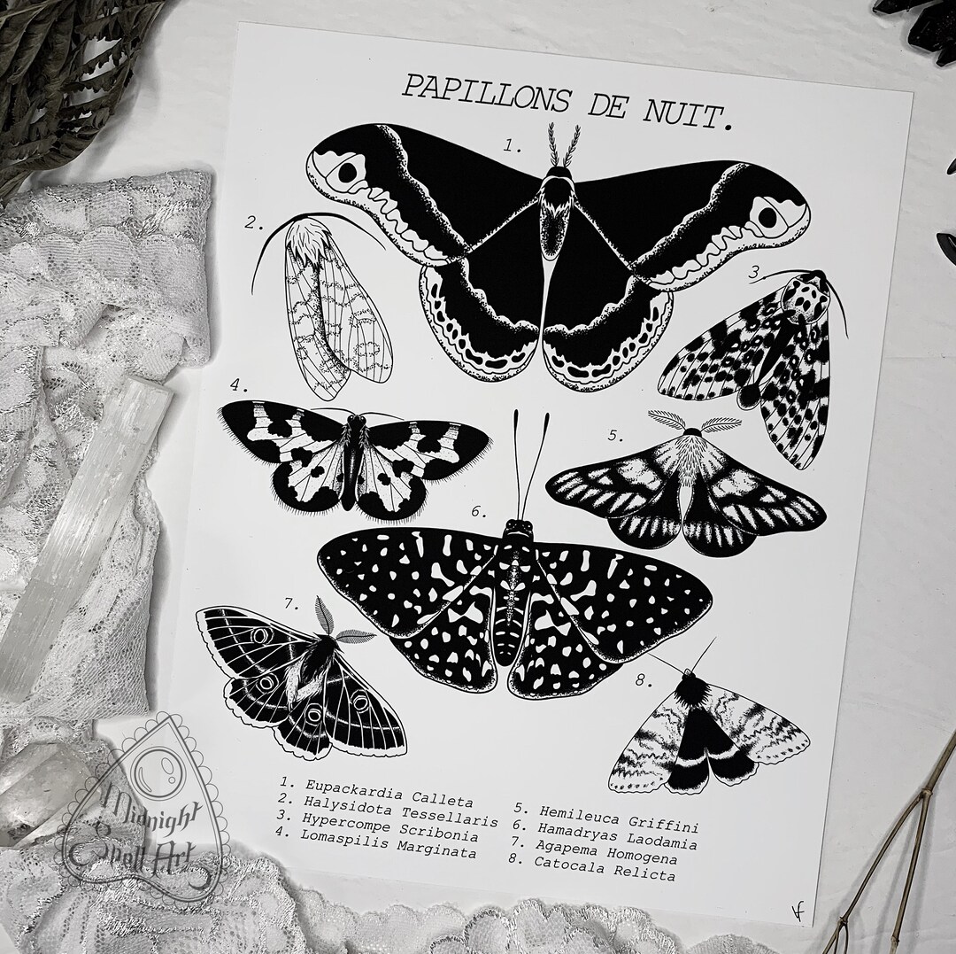 Moth Poster - Art Print | 8x10 | Vintage Illustration | Scientific ...