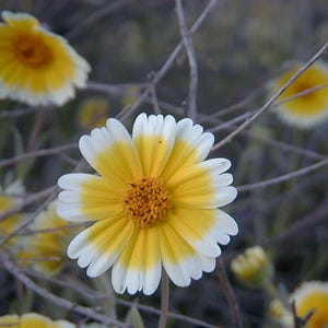 Tarjetas de felicitación, flores nativas, flores silvestres (paquete de 6)