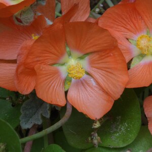 wenskaarten, inheemse bloemen, wilde bloemen - 6 stuks